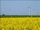 Rapeseed and Windmills